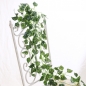 담쟁이 넝쿨(90cm)