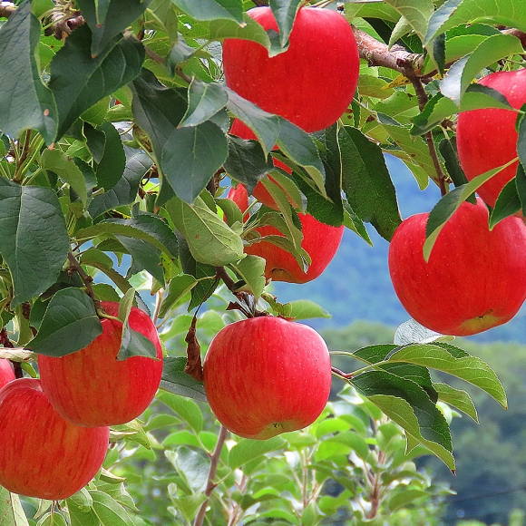 [초록자연] 부사 못난이 사과 10kg 고당도 고랭지 (31-35과)