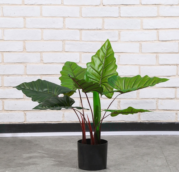 칼라테아나무 조화(60cm)