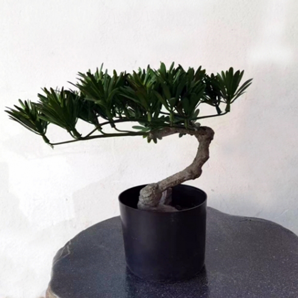나한송 조화나무 10P (30cm)