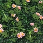 정원인테리어 벽장식 인조잔디(60x40cm) (핑크플라워)