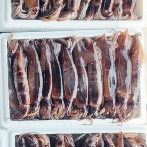 국내산 총알오징어 1kg(8~10미 내외)