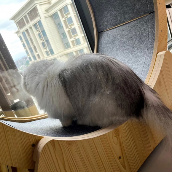 고양이 운동훈련 우드 캣휠B(XL)