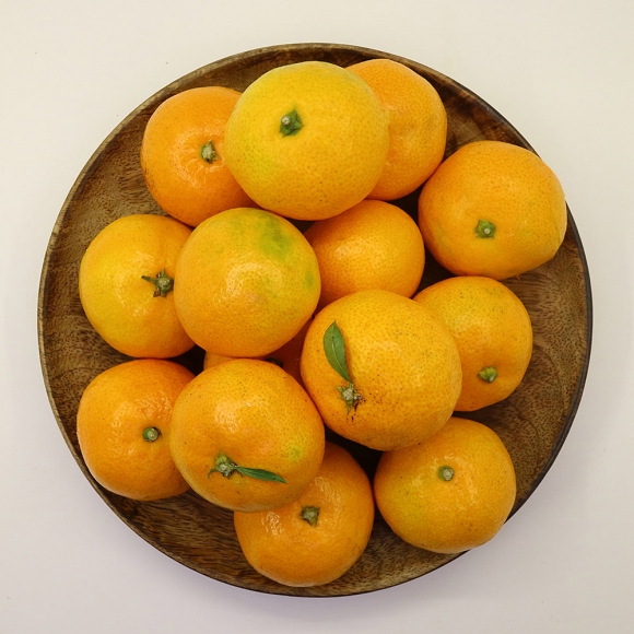 [초록자연] 제주 타이벡 감귤 5kg (로얄과S)