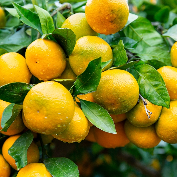 [초록자연] 제주 타이벡 감귤 5kg (로얄과S)