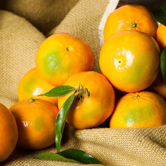 [초록자연] 노지 새코미 감귤 5kg (로얄과S)