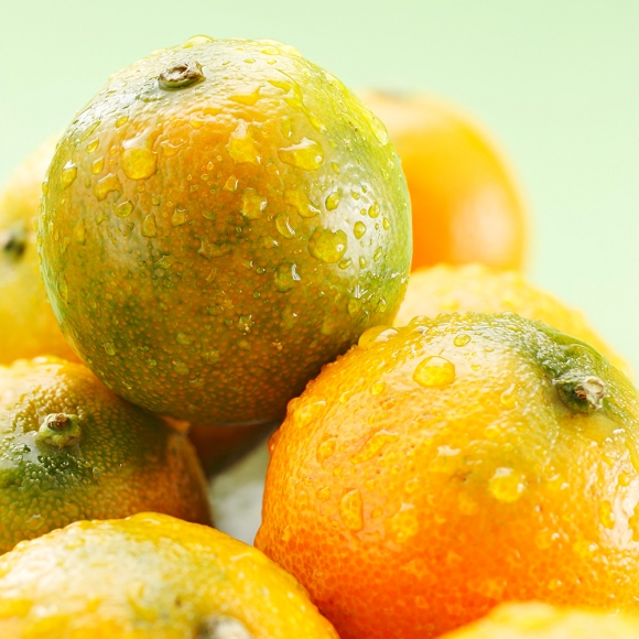 [초록자연] 노지 새코미 감귤 5kg (로얄과S)