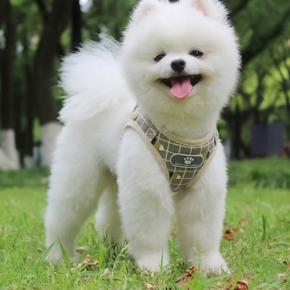 러브잇 강아지 하네스+리드줄 세트(XL) (옐로우)