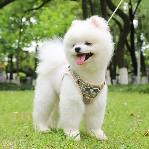 러브잇 강아지 하네스+리드줄 세트(XL) (옐로우)