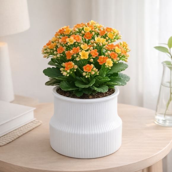 스토아 자동급수 화분(화이트)