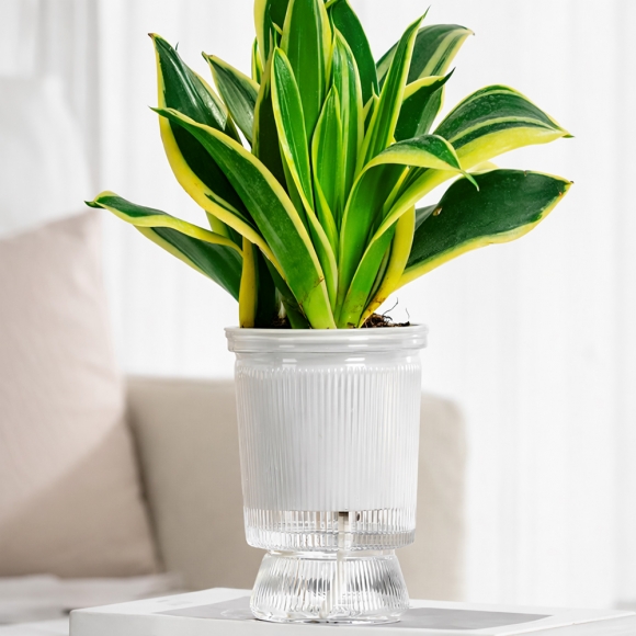 클래시움 자동급수 화분(11x16cm) (투명)