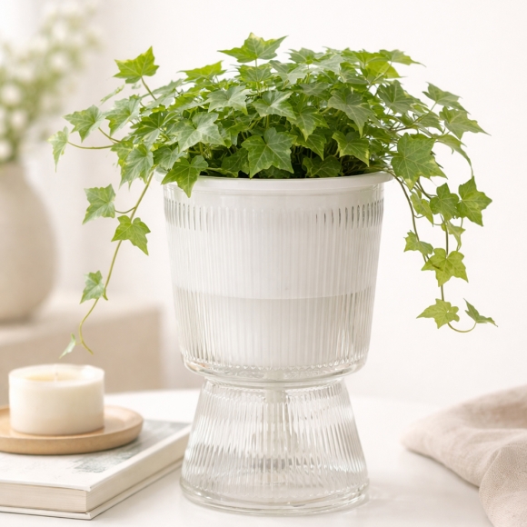 클래시움 자동급수 화분(11x16cm) (투명)