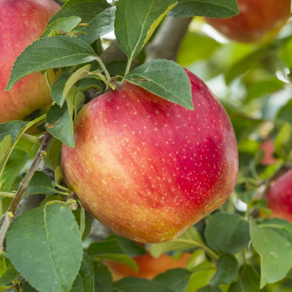 [초록자연] 고당도 고랭지 부사 사과 5kg (15-17과)