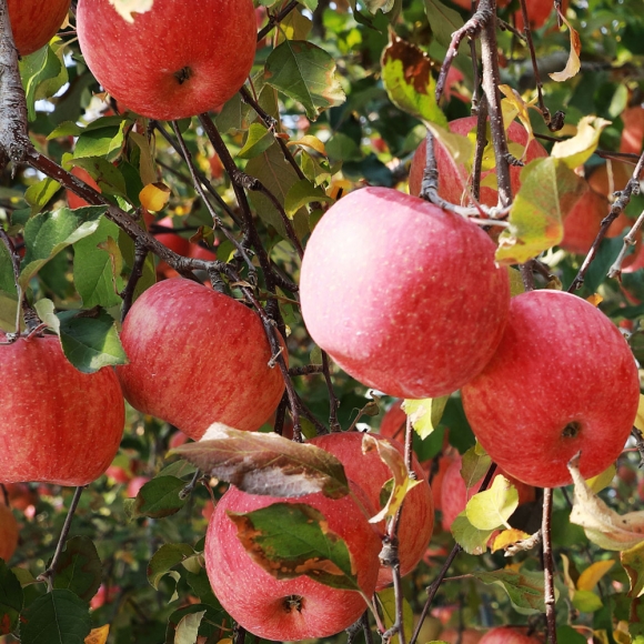 [초록자연] 고당도 고랭지 부사 사과 5kg (15-17과)
