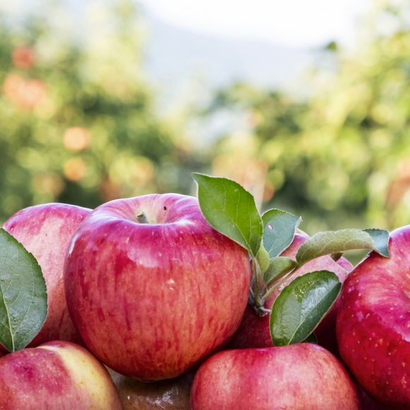 [초록자연] 고당도 고랭지 부사 사과 5kg (15-17과)