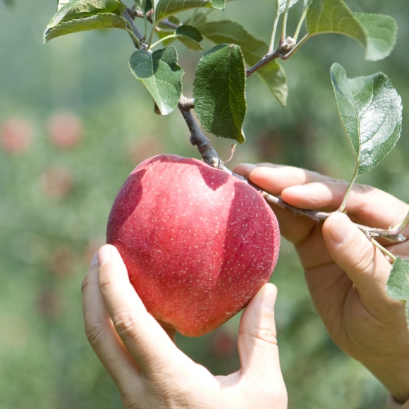 [초록자연] 고당도 고랭지 부사 사과 10kg (22-25과)