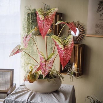 집안 분위기 칼라디움 조화 장식01