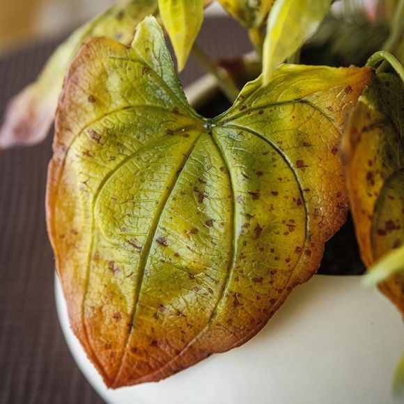 집안 분위기 칼라디움 조화 장식01