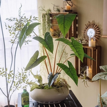 집안 분위기 칼라디움 조화 장식03(색상)